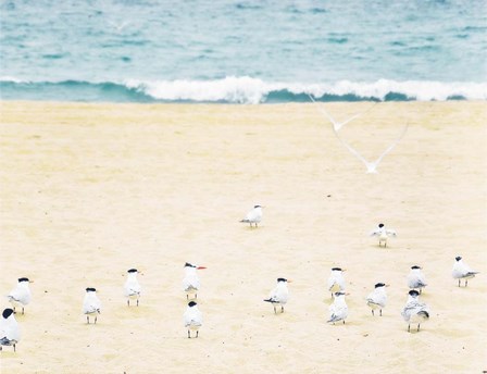 Relaxed Seagulls by Bill Carson Photography art print