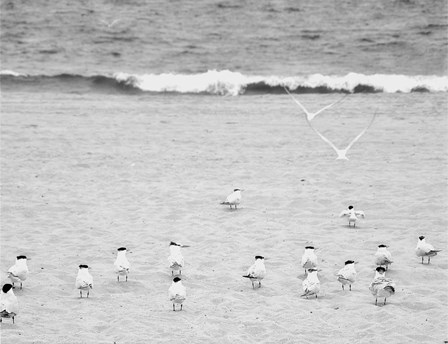 The Coastline Flock by Bill Carson Photography art print