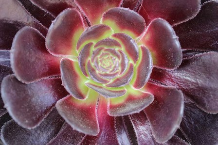 Bright Succulent by Anna Coppel art print