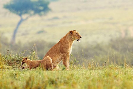 A Lion&#39;s Tail by Shelley Lake art print