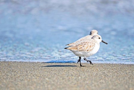 Walk Along The Coast by Bruce Nawrocke art print