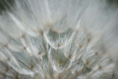 Macro Dandilion V by Renee Stramel art print