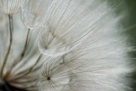 Macro Dandilion VI by Renee Stramel art print