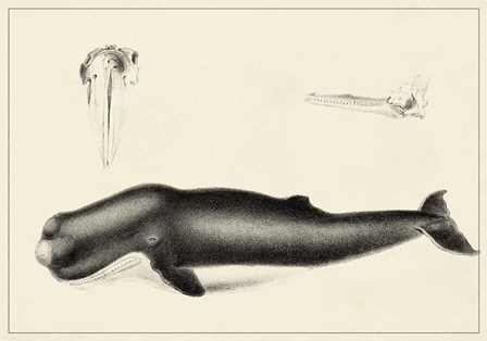 Antique Whale Study II art print