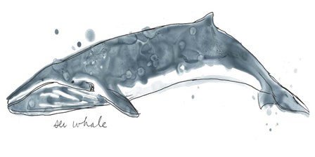 Cetacea Sei Whale by June Erica Vess art print
