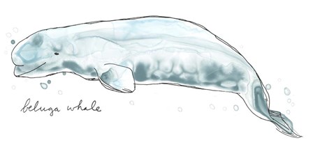 Cetacea Beluga Whale by June Erica Vess art print