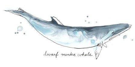Cetacea Dwarf Minke Whale by June Erica Vess art print