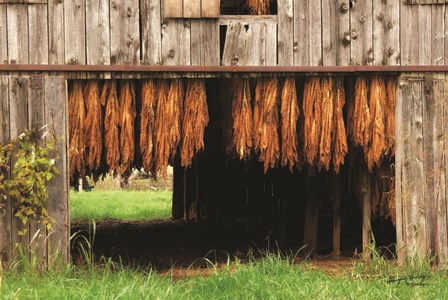 Tobacco Barn by Susie Boyer art print