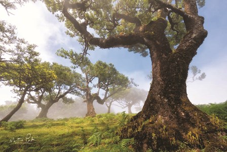 In the Clouds by Martin Podt art print