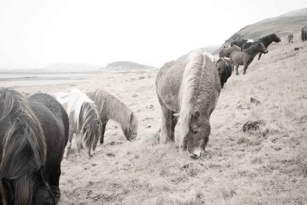 Horses of Hofn II BW by Laura Marshall art print