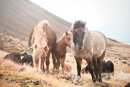 Horses of Hofn I by Laura Marshall art print