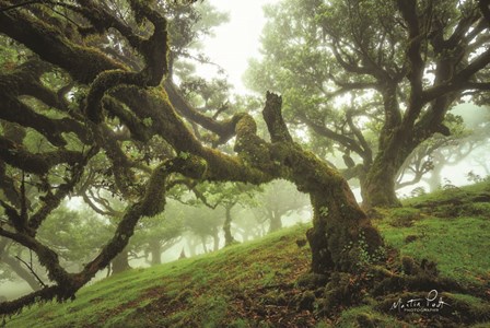 Tentacles by Martin Podt art print