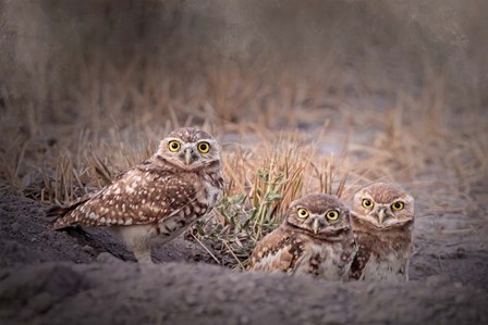 Burrowing Owl by Larry McFerrin art print