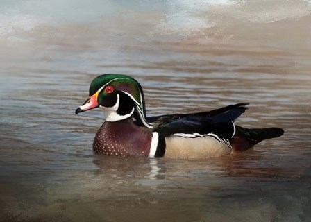 Wood Duck by Larry McFerrin art print