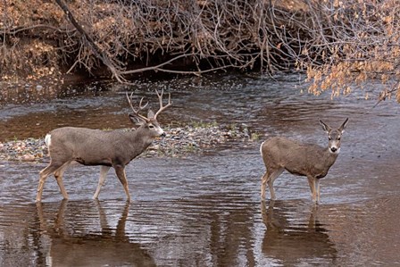 Mule Deer Buck and Doe by Larry McFerrin art print