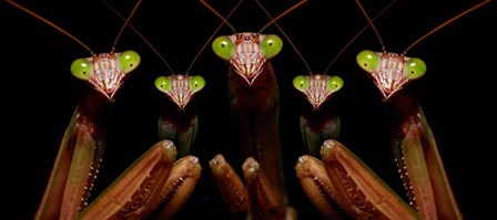 Praying Mantis: Family Portrait by Patrick Zephyr art print