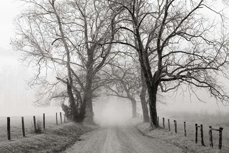 Sparks Lane, Late Autumn by Nicholas Bell art print