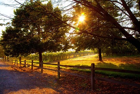 Dreamland Vineyard by Michael Broom art print