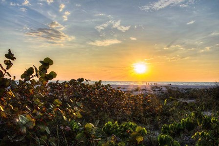 Sea Grapes at Sunset by Chuck Burdick art print