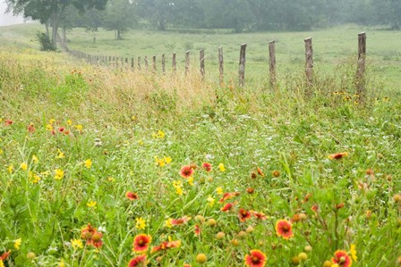 Flowers and Fence by Karin Connolly art print