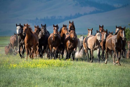 Montana Thunder by Lisa Dearing art print