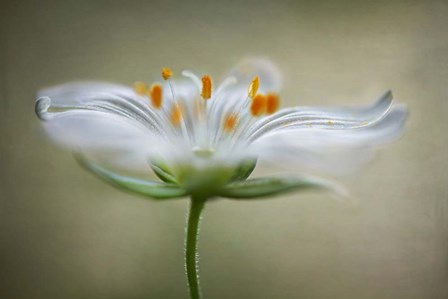 Summer Swirl by Mandy Disher art print