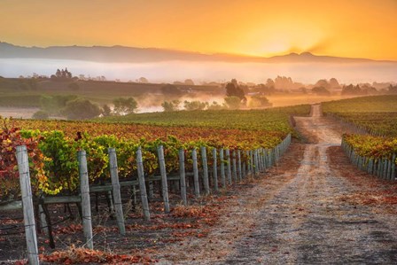 Vineyard Sunrise by John Gavrilis art print