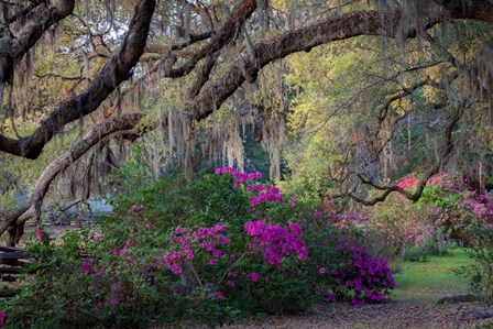 Oaks and Azaleas by H.J. Herrera art print