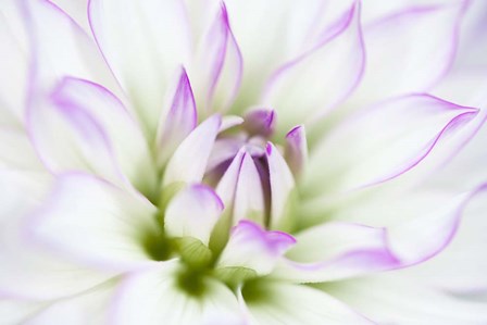 Dahlia by Dawn Leblanc art print