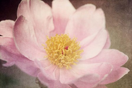 Peony in the Park by Dawn Leblanc art print