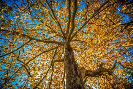 Fall Tree by Tim Oldford art print