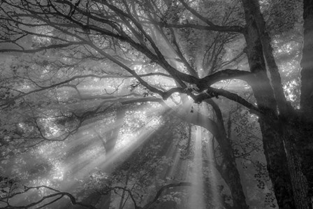 Forest Fog by Tim Oldford art print