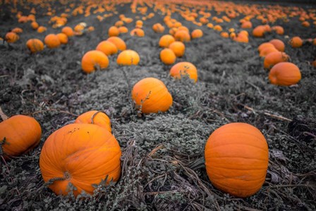 Sea of Pumpkins by Tim Oldford art print