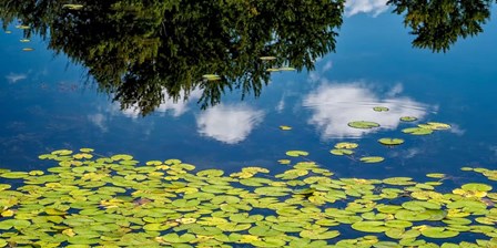 Water Lilies and Reflection by David W. Pollard art print