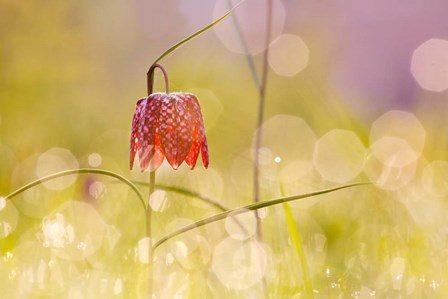 Fairy World I by Roeselien Raimond art print