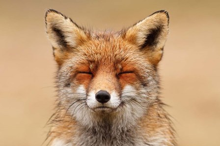 Zen Fox Red Portrait by Roeselien Raimond art print