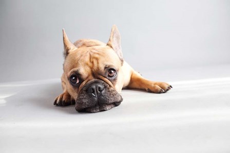 Sad Frenchie by Susan Sabo art print