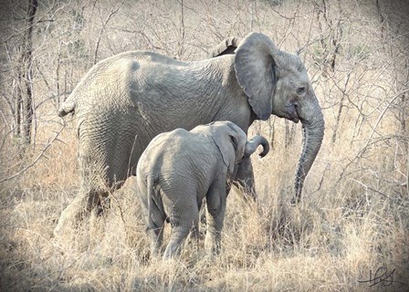 Elephants by Helene Sobol art print