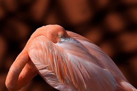 Flamingo by Don Spears art print