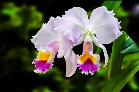 White, Yellow and Fuchsia Orchids by Don Spears art print