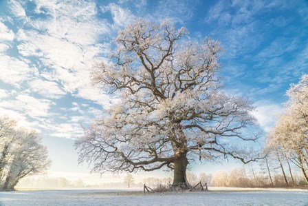 Cold Oak by Lars Van De Goor art print