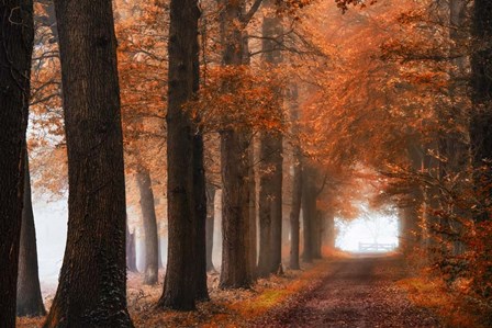 Glorious Season by Lars Van De Goor art print