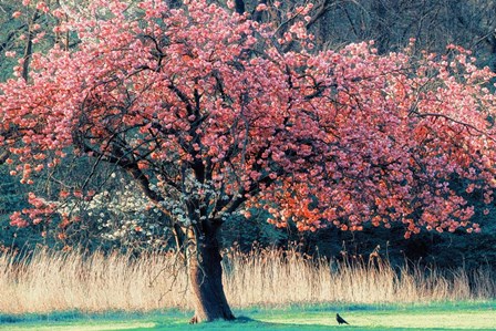 Me and My Tree by Lars Van De Goor art print