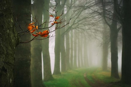 Old &amp; New by Lars Van De Goor art print