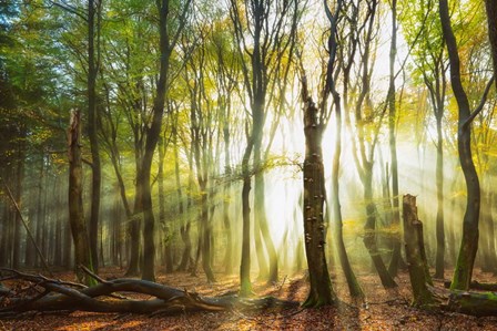 Still Standing by Lars Van De Goor art print