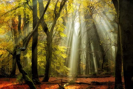 Yellow Leaves Rays by Lars Van De Goor art print