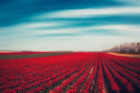 Tulips by Dirk W&#252;stenhagen art print