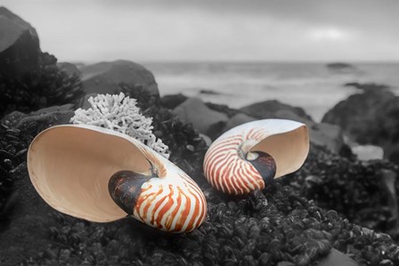 Crescent Beach Shells 2 by Alan Blaustein art print