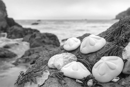 Crescent Beach Shells 4 by Alan Blaustein art print