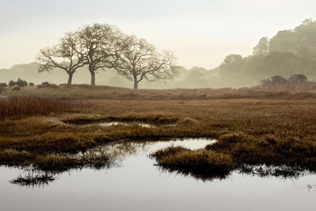 Island Oak Trees by Alan Blaustein art print